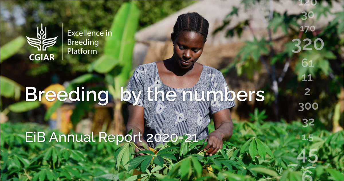 Data From New Excellence In Breeding Report Reveals Progress On CGIAR’s ...